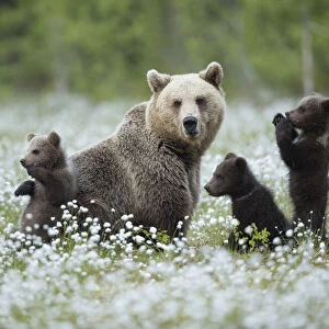 Brown Bear (Ursus arctos) female and cubs playing amongst the cotton grass, Finland, June