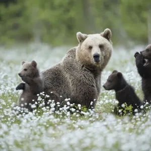 Brown Bear Female and Cubs Playing in Cotton Grass Print