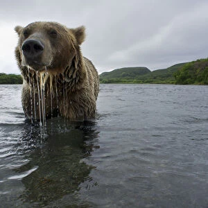 Brown bear (Ursus arctos), fishing for Sockeye salmon (Oncorhynchus nerka) in the Ozernaya River