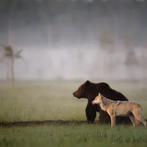 Wolves