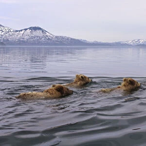 Brown bear (Ursus arctos) mother and three cubs swimming across lake, Kamchatka, Far east Russia