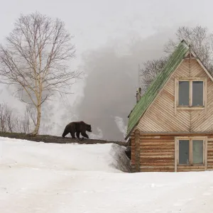 Brown bear {Ursus arctos} near photographers wooden cabin, Valley of the Geysers