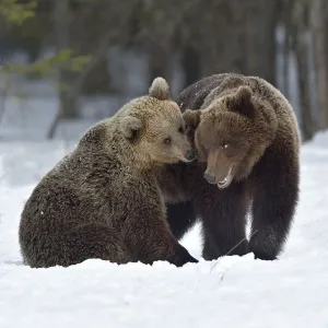 Brown bear (Ursus arctos) pair nuzzling after mating. Finland. May