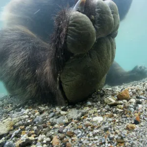 Brown bear (Ursus arctos) paw seem from under water, Ozernaya River, Kuril Lake