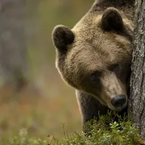 Oso pardo (Ursus arctos) mirando desde detrás de un árbol, Finlandia. Septiembre.