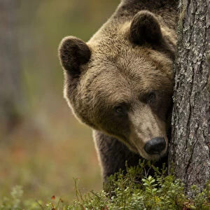 Brown bear (Ursus arctos) peering out from behind a tree, Finland. September