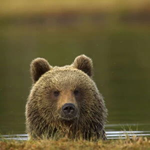 Brown Bear (Ursus arctos) portrait in water. Finland, Europe, June