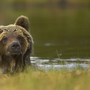 Brown Bear (Ursus arctos) portrait in water with wet fur. Finland, Europe, June