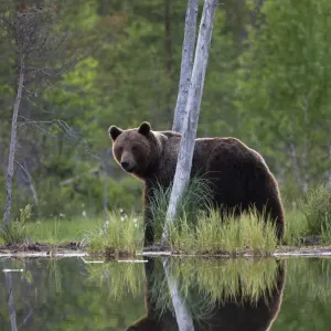 Brown Bear (Ursus arctos) and reflection in pond. Finland, Europe, June Brown Bear (Ursus arctos) and reflection in pond. Finland, Europe, June