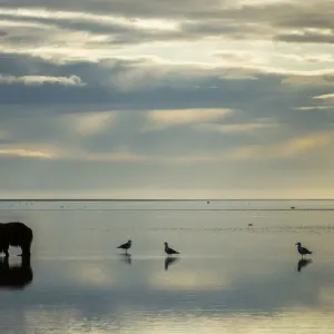 Brown bear searches for clams on a tidal mudflat print