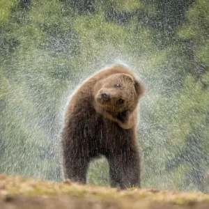 Brown bear shaking water from its coat, Print Brown bear shaking water from its coat, Print