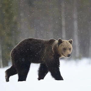 Brown Bear (Ursus arctos) in the snow, Finland, April