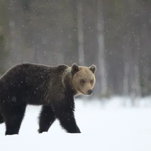 Brown Bear Print in Snow, Finland Brown Bear Print in Snow, Finland