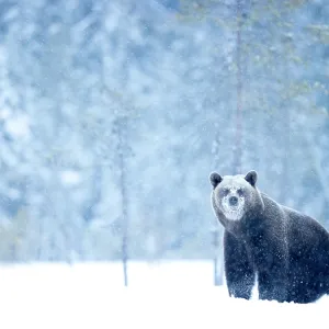 Brown bear (Ursus arctos) in the snow in woodland, Finland. April