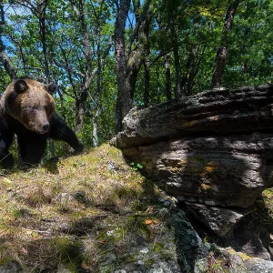 Brown bear (Ursus arctos) walking across rock in forest, Land of the Leopard National Park, Russian Far East. Taken with remote camera. September Brown bear (Ursus arctos) walking across rock in forest, Land of the Leopard National Park, Russian Far East. Taken with remote camera. September