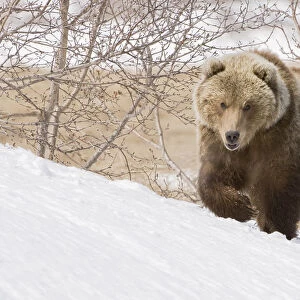 Brown bear (Ursus arctos) walking over snow, Kamchatka, Far east Russia, May