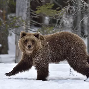 Brown bear (Ursus arctos) walking in snow at edge of forest. Finland. May