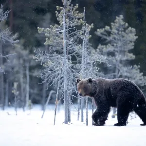 Brown bear (Ursus arctos) walking in the snow in woodland, Finland. April