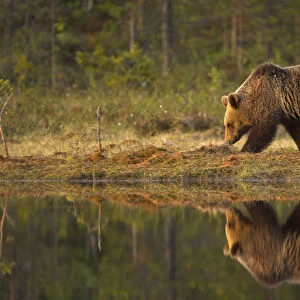 Brown Bear (Ursus arctos) by water, reflected. Finland, Europe, June