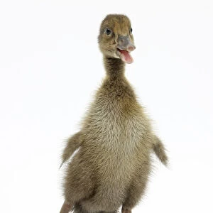 Brown Duckling cheeping, against white background