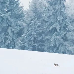Brown hare (Lepus europaeus) adult running in wintery landscape. Derbyshire, UK, January Brown hare (Lepus europaeus) adult running in wintery landscape. Derbyshire, UK, January