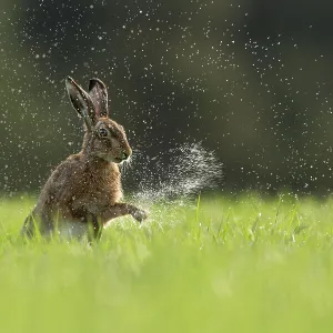 Brown Hare (Lepus europaeus) shaking water from front paws, Scotland, UK. May