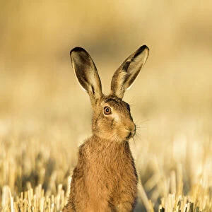 Brown hare (Lepus europaeus) in wheat stubble, Norfolk, UK, August