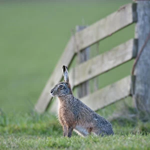 Brown Hare (Lepus europeaus) sitting by fence, Texel, the Netherlands, April