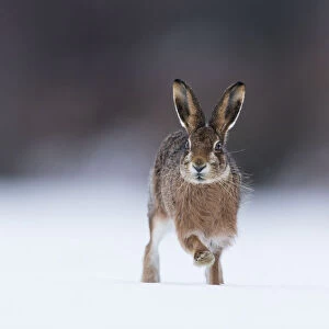 Brown hare (Lepus timidus) adult running across snow-covered field, Scotland, UK