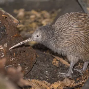 Brown kiwi (Apteryx mantelli) in nocturnal kiwi house with reversed daylight cycle Brown kiwi (Apteryx mantelli) in nocturnal kiwi house with reversed daylight cycle