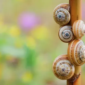 Brown-lipped / Grove / Banded snails (Cepaea nemoralis) on plant stem, Menorca, Balearic Islands, Spain, Europe Brown-lipped / Grove / Banded snails (Cepaea nemoralis) on plant stem, Menorca, Balearic Islands, Spain, Europe