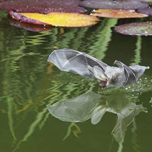 Brown Long-eared bat (Plecotus auritus) drinking from a lily pond, Surrey, UK