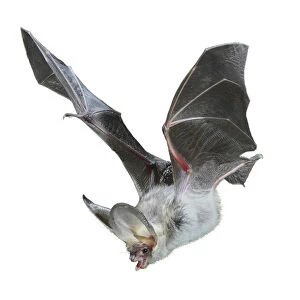 Brown long eared bat (Plecotus auritus) in flight, Surrey, UK