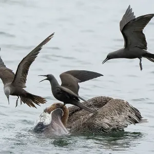 Trois mouettes brunes / Mouettes à tête brune (Anous stolidus) essayant de voler un poisson à une pélican brun (Pelecanus occidentalis), Île de Santiago, Îles Galapagos, Océan Pacifique. Trois mouettes brunes / Mouettes à tête brune (Anous stolidus) essayant de voler un poisson à une pélican brun (Pelecanus occidentalis), Île de Santiago, Îles Galapagos, Océan Pacifique.