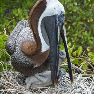 Brown pelican (Pelecanus occidentalis) feeding chicks at nest, Puerto Ayora / Academy Bay