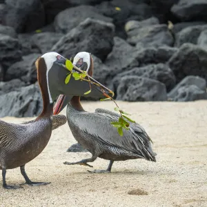 Brown pelican (Pelecanus occidentalis) pair in breeding plumage