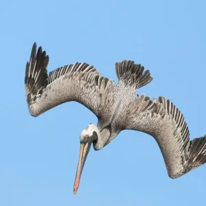 Brown pelican (Pelecanus occidentalis) diving in flight, Galapagos Brown pelican (Pelecanus occidentalis) diving in flight, Galapagos