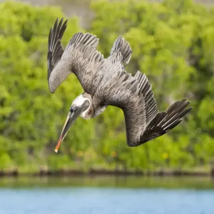 Brown pelican (Pelecanus occidentalis) diving in flight, Galapagos Brown pelican (Pelecanus occidentalis) diving in flight, Galapagos