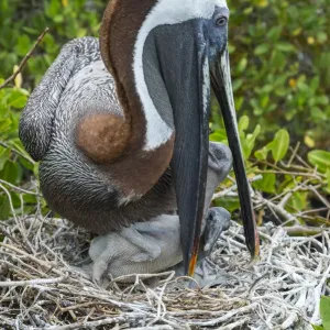 Brown Pelican Print: Feeding Chicks at Nest, Galapagos