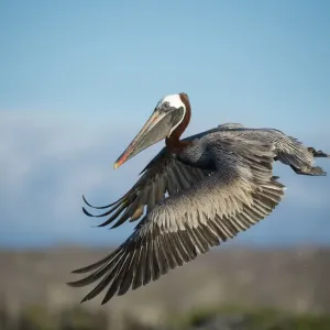 Brown pelican print in flight, Santa Cruz Island