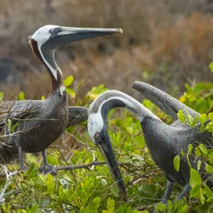 Brown pelican (Pelecanus occidentalis) pair in breeding plumage during courtship display Brown pelican (Pelecanus occidentalis) pair in breeding plumage during courtship display