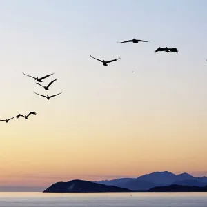 Brown pelicans (Pelecanus occidentalis) flying with Partida and Angel de la Guarda Islands beyond. Rasa Island Special Biosphere Reserve, Sea of Cortez, Mexico. April Brown pelicans (Pelecanus occidentalis) flying with Partida and Angel de la Guarda Islands beyond. Rasa Island Special Biosphere Reserve, Sea of Cortez, Mexico. April