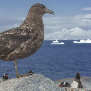 Brown skua (Stercorarius antarcticus), Ronge Island, Antarctica