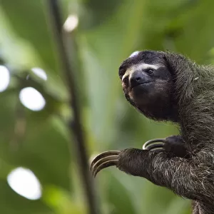 Brown-throated Three-toed Sloth (Bradypus variegatus) wild sloth in tree at Aviarios