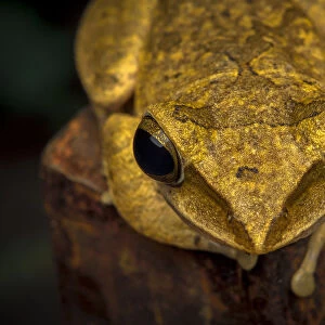 Brown tree frog (Polypedates megacephalus) Lantau Island, Hong Kong, China