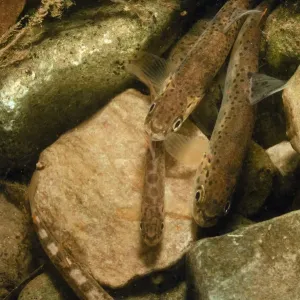 Brown trout (Salmo trutta) fry on river bed, Cumbria, England, UK, September Brown trout (Salmo trutta) fry on river bed, Cumbria, England, UK, September