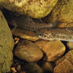 Brown trout (Salmo trutta) fry on river bed, Cumbria, England, UK, September