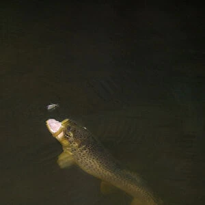 Brown trout (Salmo trutta) hunting Mayfly (Ephemera Danica) Dala river, Gtene, Vstra Gtaland