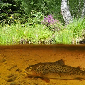 Brown trout (Salmo trutta) resting on river bed near the Aigas Field Studies Centre