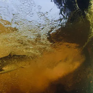 Brown trout (Salmo trutta) in turbulent water at a weir, River Ettick, Selkirkshire